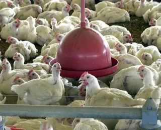 Gripe aviária: 17 países retiram embargos ao frango brasileiro
