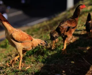 Gripe aviária: Goiás confirma caso da doença com morte de 100 galinhas