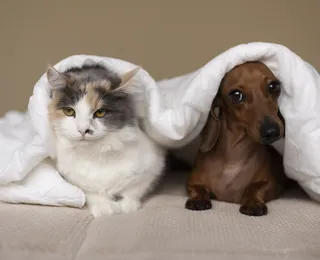 Meus pets podem pegar dengue ou isso é coisa de humano?