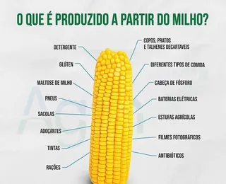 Milho: grão que sacia a humanidade há séculos e move o futuro da indústria