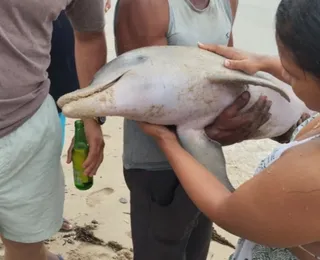 Mistério: golfinho aparece morto em praia de Salvador