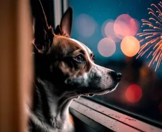 O erro número 1 que você comete ao tentar proteger seu cachorro dos fogos