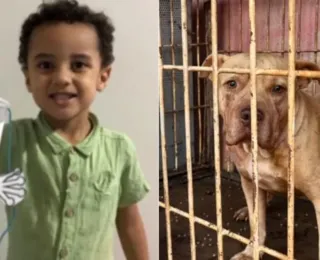 Pitbull adotado há 1 mês ataca e mata criança de 4 anos