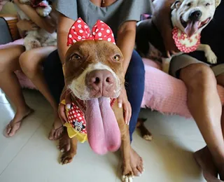 Pode tatuar cachorro? Lei proíbe tatuagens e piercings em animais