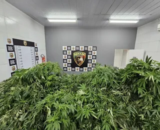 Pra vida toda? Homem é preso com plantação de maconha para 100 anos de uso