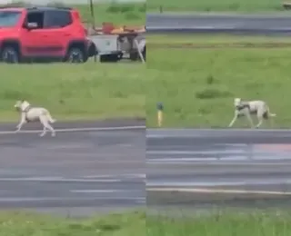 VÍDEO: Cachorro invade pista e atrasa pouso em aeroporto na Bahia