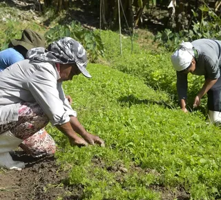 Agricultores reunidos farão mais pelo mundo do que as vãs filosofias - Imagem