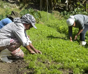 Agricultores reunidos farão mais pelo mundo do que as vãs filosofias - Imagem