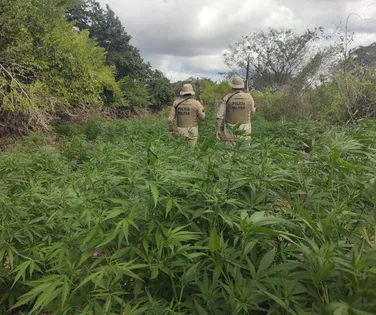 Fogo na Babilônia? Fazenda de maconha é destruída no interior da Bahia - Imagem