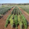 Barra Agroshow reúne expositores e público em polo agrícola do São Francisco - Imagem
