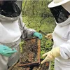 Besouro ameaça colmeias e acende sinal de alerta na apicultura baiana - Imagem