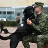 Cães terapeutas ajudam soldados feridos a lidar com traumas da guerra - Imagem