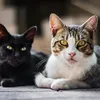 Confira as 15 raças de gatos mais inteligentes - Imagem