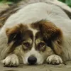 Cremação ou sepultamento: saiba qual melhor opção para pets - Imagem