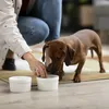 Descubra quais alimentos oferecem risco à saúde dos pets - Imagem