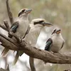 Fenômeno raro: pesquisa encontra aves com sexo trocado após o nascimento - Imagem