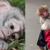 Memes de macacos: entenda os impactos para saúde do animal - Imagem