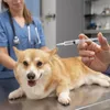 'Mês do cachorro louco': veterinário alerta para vacinação da raiva - Imagem