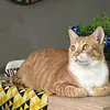 Proibição de teste de cosméticos em animais: veja o que dizem veterinários - Imagem