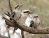 Fenômeno raro: pesquisa encontra aves com sexo trocado após o nascimento - Imagem
