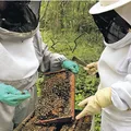 Besouro ameaça colmeias e acende sinal de alerta na apicultura baiana imagem