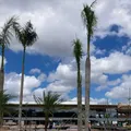 COP30 em Belém: crise na hospedagem pode mudar o local do evento? imagem