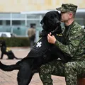 Cães terapeutas ajudam soldados feridos a lidar com traumas da guerra imagem