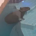 Capivara é encontrada dentro de piscina em Camaçari imagem