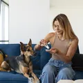 Casa limpa e pet seguro: veja como higienizar o lar sem riscos aos animais imagem