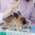 Conheça as marcas de cosméticos que não testam em animais imagem