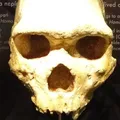 Crânio de 300 mil anos encontrado na Grécia não é humano ou neandertal imagem