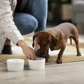 Descubra quais alimentos oferecem risco à saúde dos pets imagem