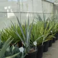 Etanol de tequila? Pesquisa baiana estuda planta para abastecer carros imagem