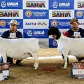 Expo Uauá reforça liderança da Bahia na caprinovinocultura imagem