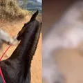 Famosas pedem justiça após cavalo ter patas mutiladas com facão imagem