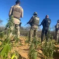 Fazenda com 25 mil pés de maconha e energia solar é encontrada na Bahia imagem