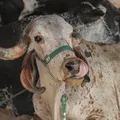 Fenagro: associações de criadores querem trazer novas raças em 2025 imagem