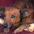 Fiel até o fim: cachorro percorre 12 km para velório do tutor em MG imagem