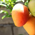 Fruticultores temem demissão em massa com tarifa de Trump imagem