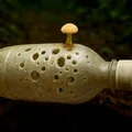 Fungo come plástico imagem