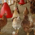 Gripe aviária: Bahia estende emergência zoossanitária por seis meses imagem