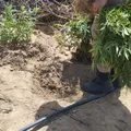 Homem é detido e 11 mil pés de maconha são apreendidos na Bahia imagem