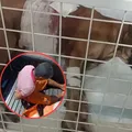 Homem é preso após esfaquear o próprio cachorro imagem