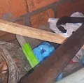 Homem mata esposa com golpes de machado na cabeça após discussão imagem