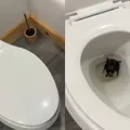 Influenciadora é hospitalizada após achar morcego em vaso sanitário imagem