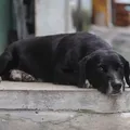 Leishmaniose canina: especialistas orientam para cuidados com os cães imagem