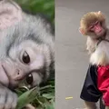 Memes de macacos: entenda os impactos para saúde do animal imagem