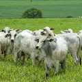 Municípios do Portal do Sertão têm vocação natural para a pecuária imagem