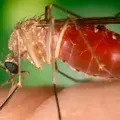 Novos casos de febre Oropouche acende alerta em todo o país imagem