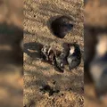 Polícia encontra cemitério clandestino usado pelo Comando Vermelho imagem